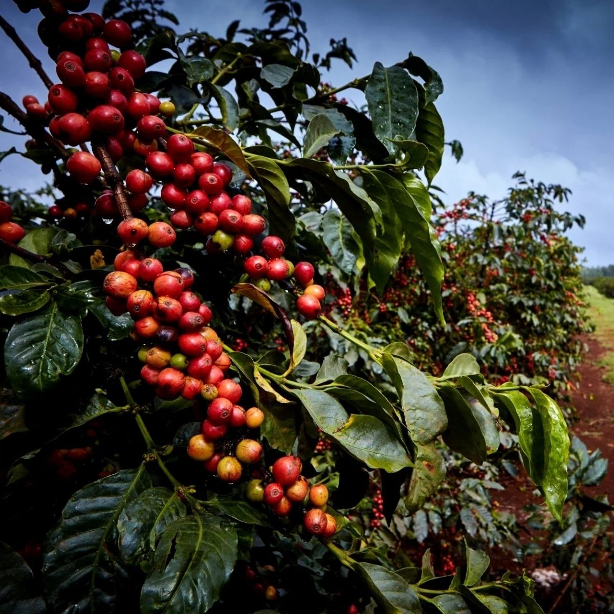 Rose - Gichatha-ini AA