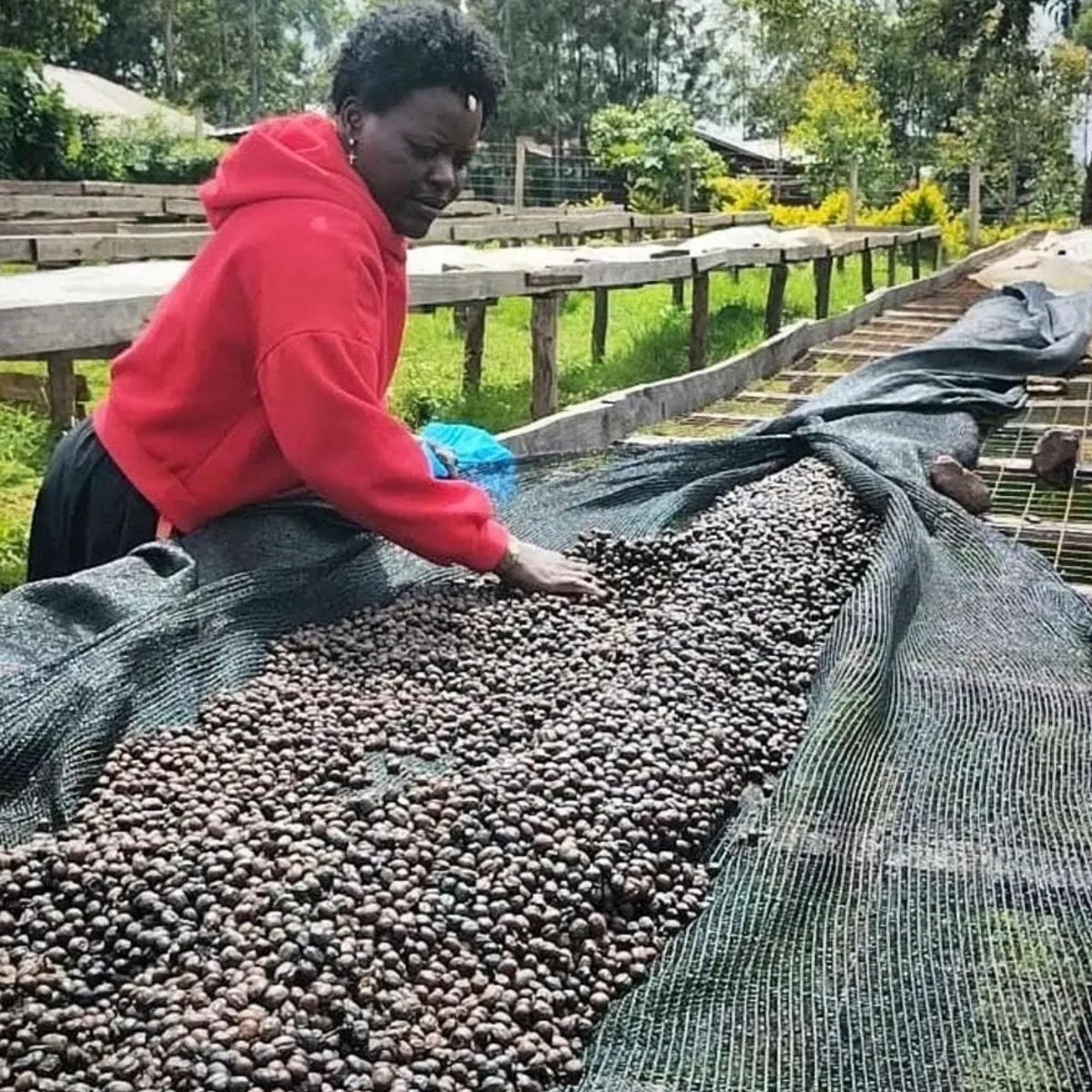 Gringo Nordic - Kenya Anaerobic Blue Mountain