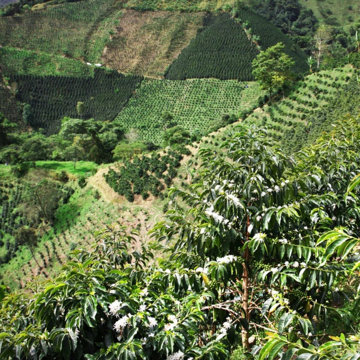 Rose - Las Perlitas Pink Bourbon