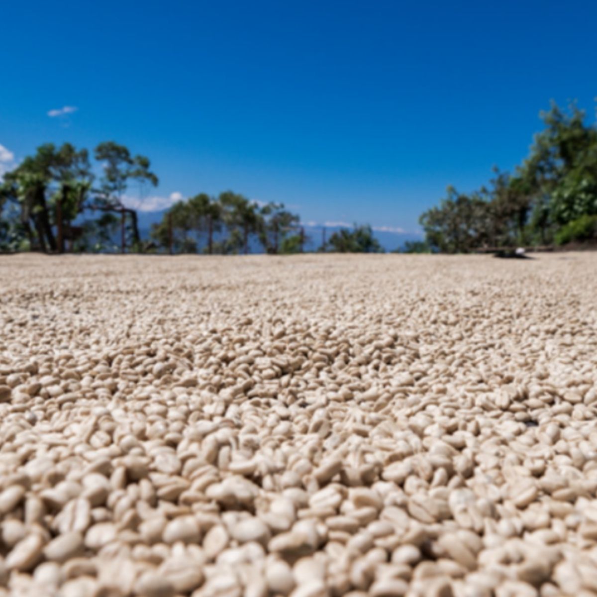 A.M.O.C - /022 - Guatemala El Tablon