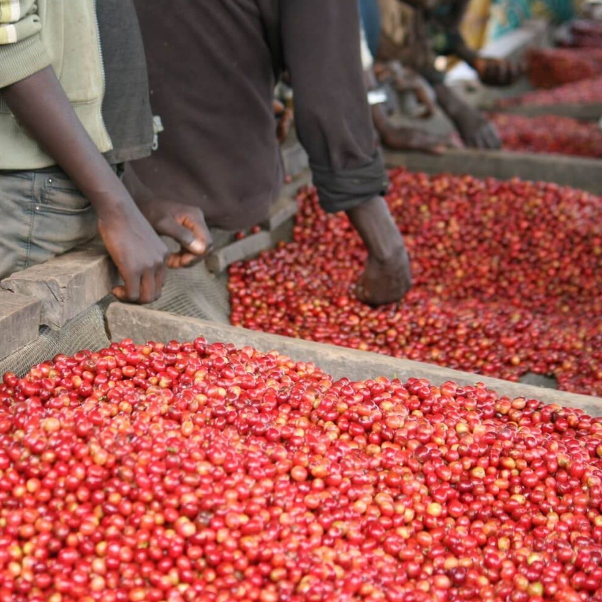 Nomad - Burundi Red Bourbon