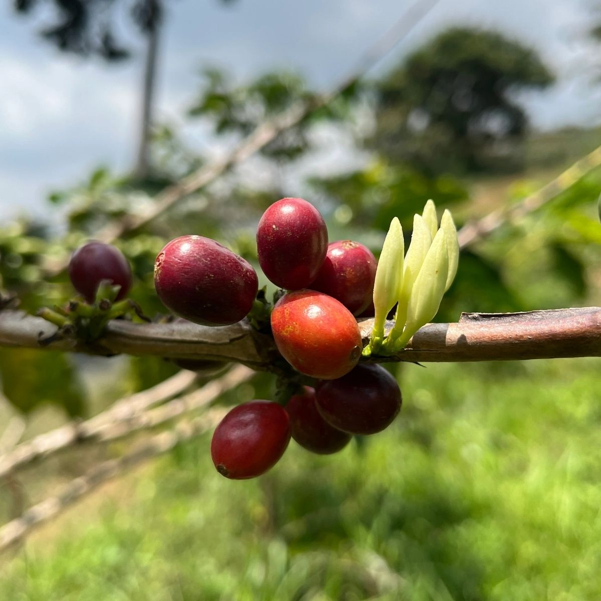 Nomad - Colombia Pink Bourbon