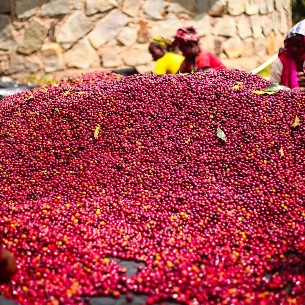 Rose - Goro Bedessa Ethiopia