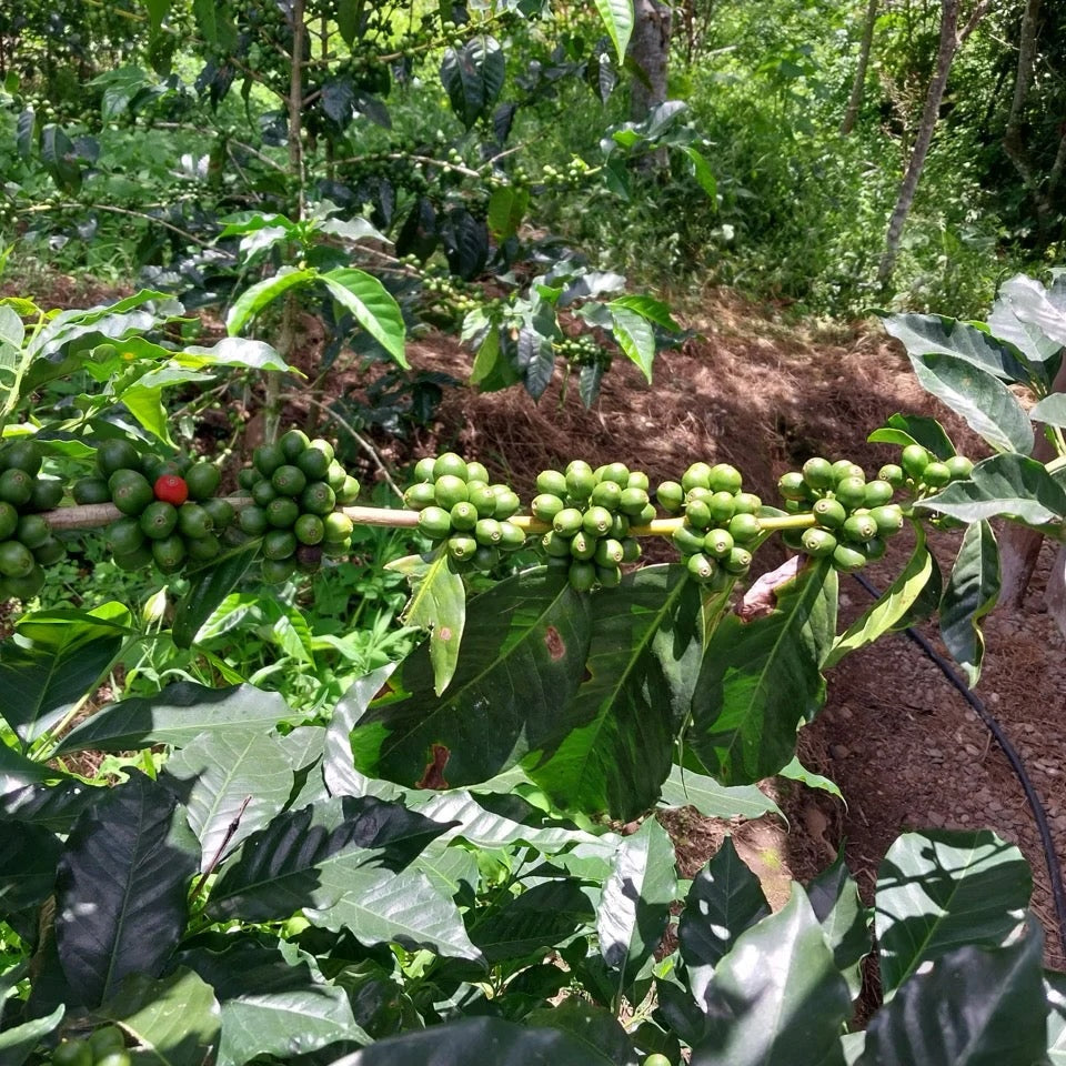 Standout Coffee - Finca Eliza 48h fermented Washed Gesha