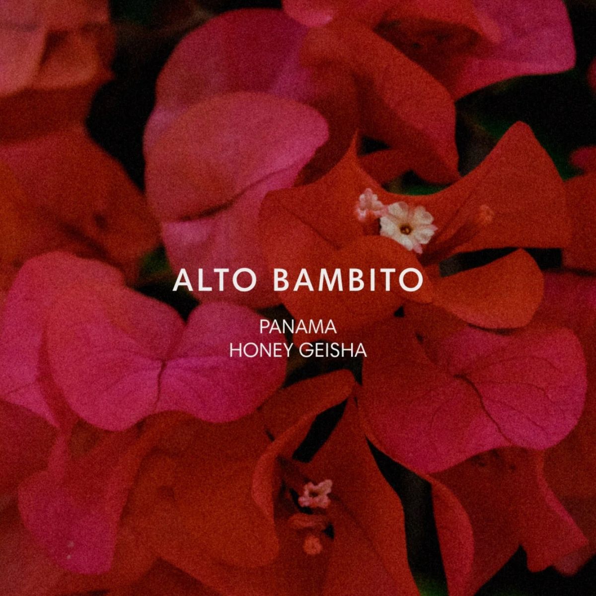 ★ Panama "Alto Bambito" Honey Gesha - Mazelab