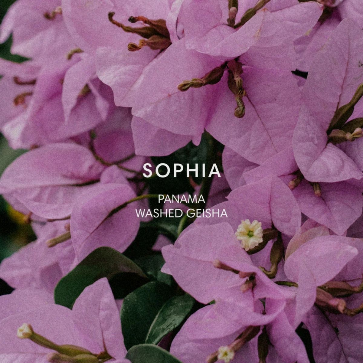 ★ Panama "Finca Sophia" Washed Gesha - Mazelab