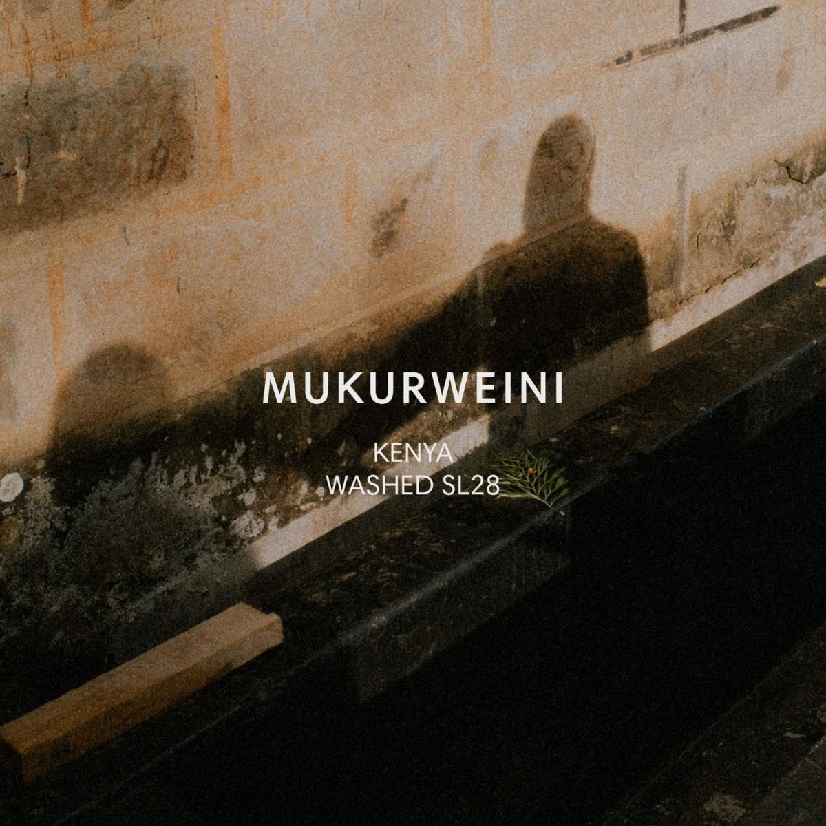 Kenya "Mukurweini" Washed SL28 - Mazelab