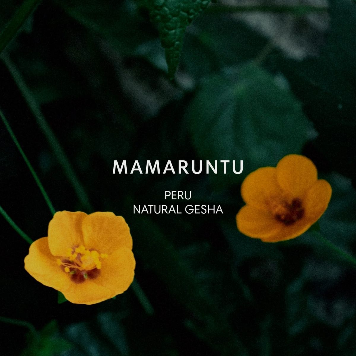 ★ Peru Washed Gesha COE Lot #14 - Mazelab