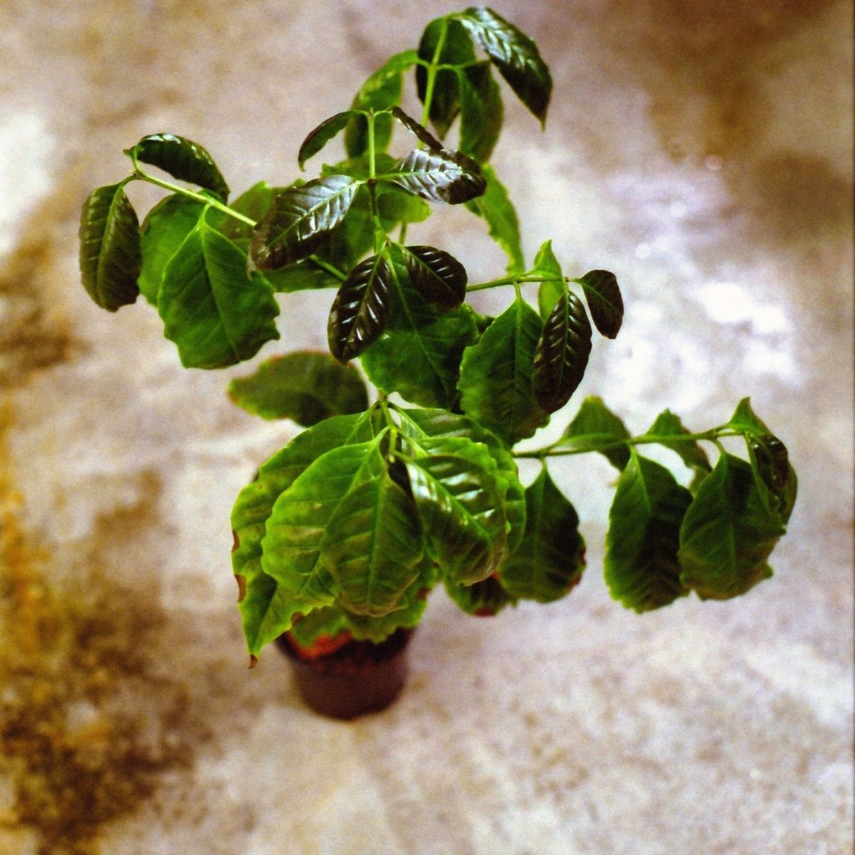 "Pollination Experiment" - SL28xGeisha Experiment Set by POMA Coffee Research
