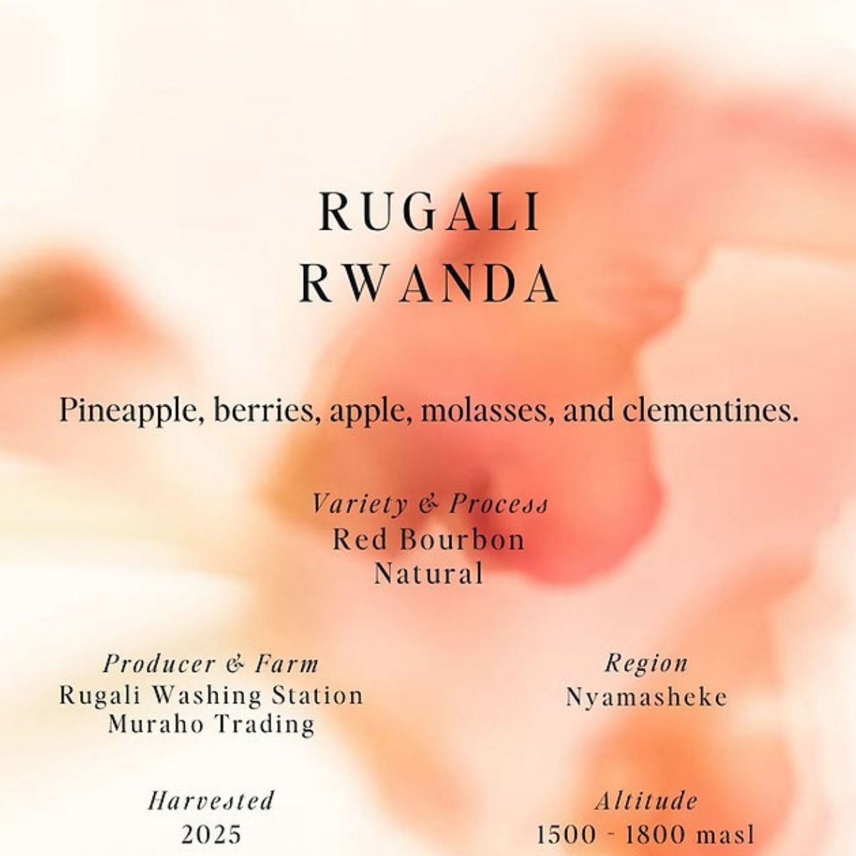 Rwanda "Rugali" Natural Red Bourbon - Sumo Coffee Roasters