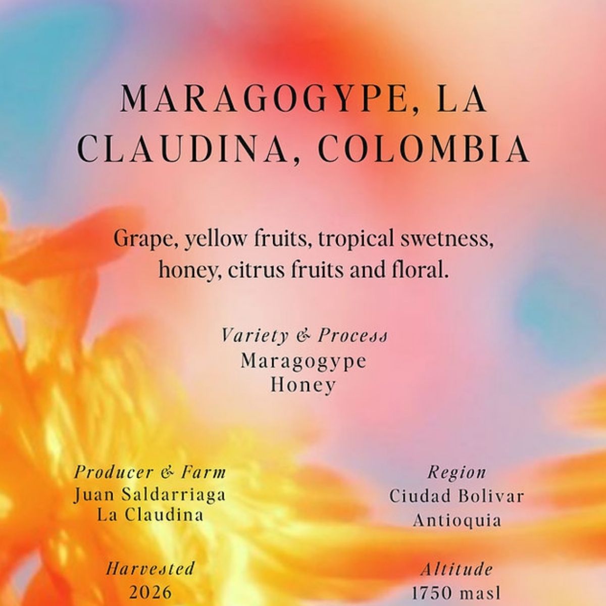 Colombia "La Claudina" Honey Maragogype - Sumo Coffee Roasters