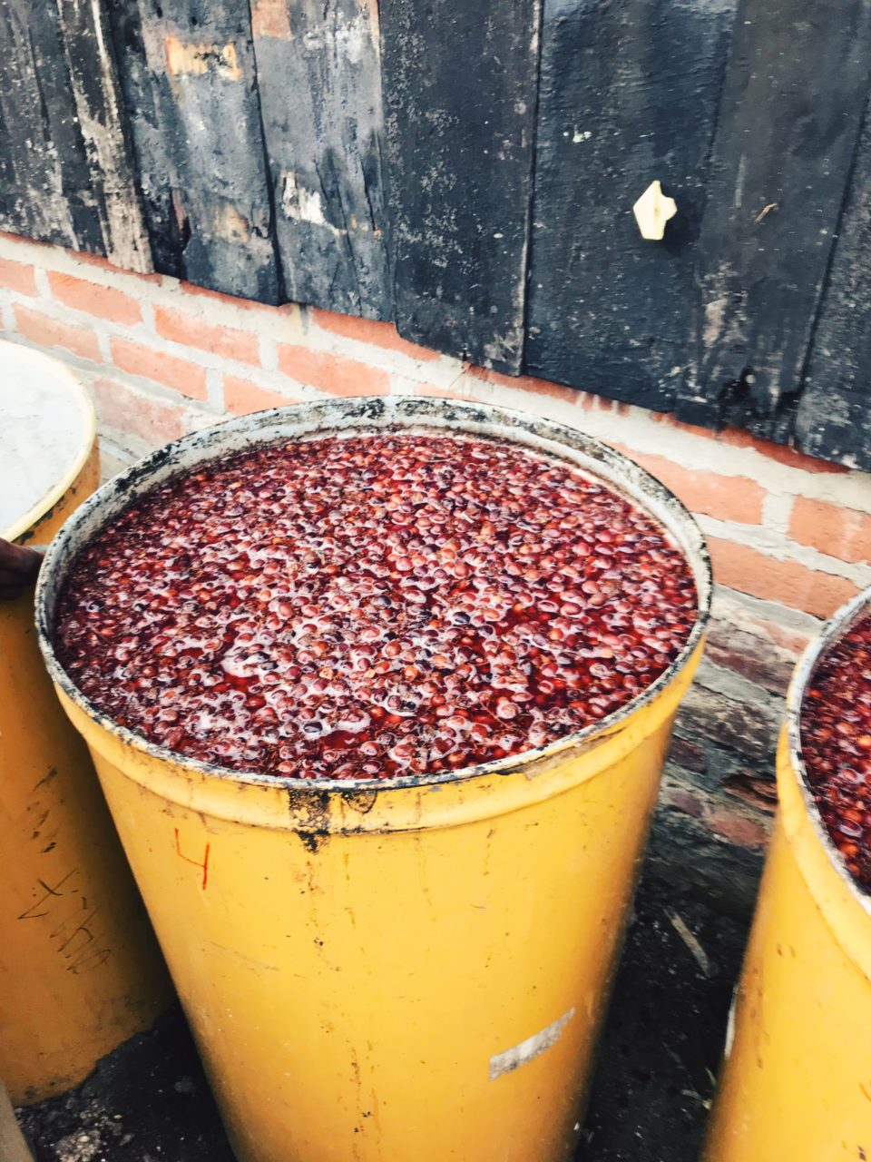 Anaerobic Fermentation in Coffee(and how Carbonic Maceration fits in)