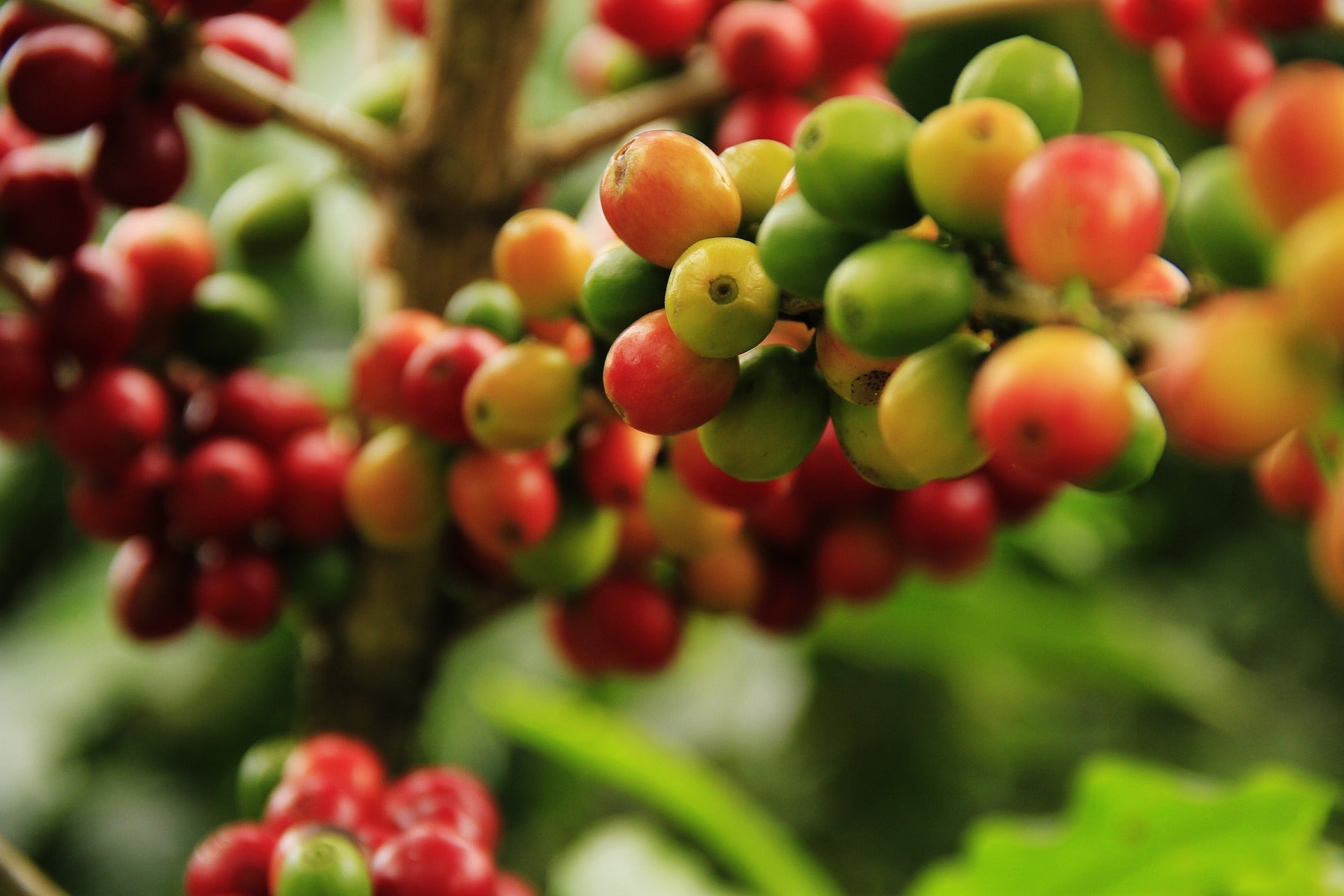 Ethiopian Coffee & the Truth About "Heirloom"