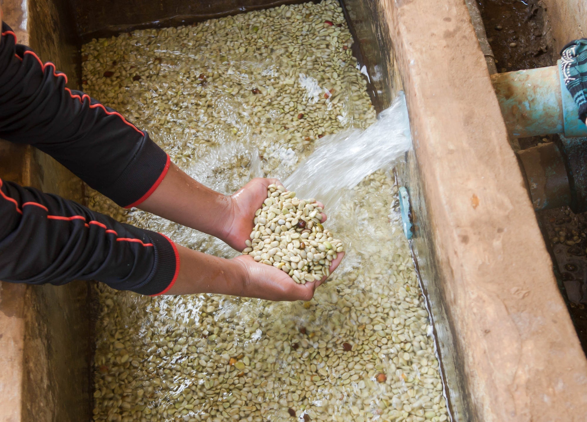 Washed Coffee Processing, Explained