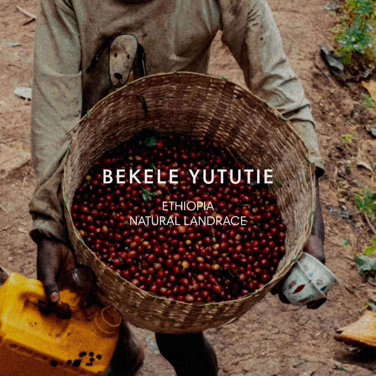 Ethiopia "Bekele Yututie" Natural Landrace - Mazelab