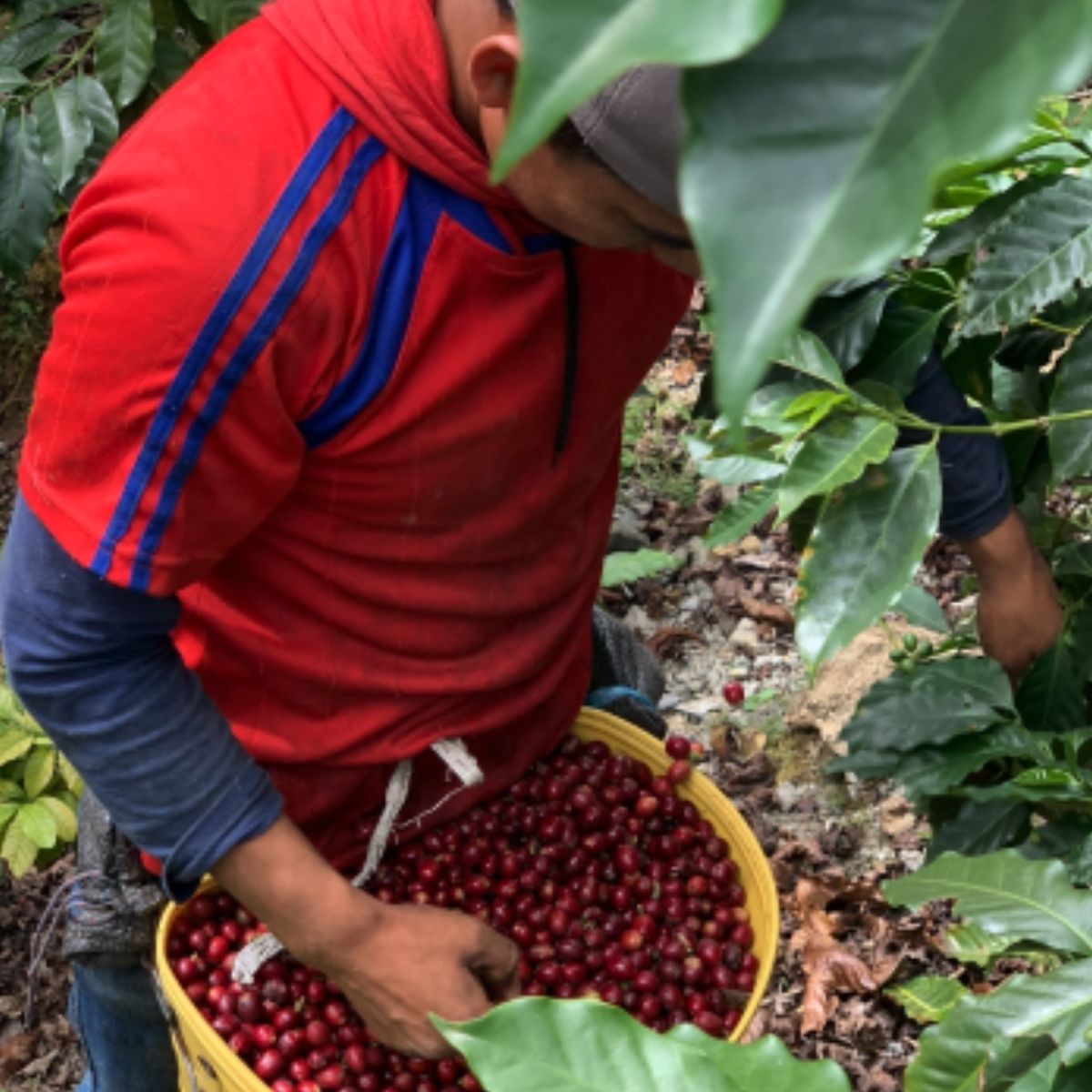 Meet the Producer: Finca Santa Estela | Stockholm