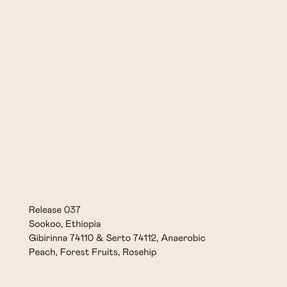 Ethiopia "Release 037" Anaerobic Natural 74110+74112 - Special Guests Coffee